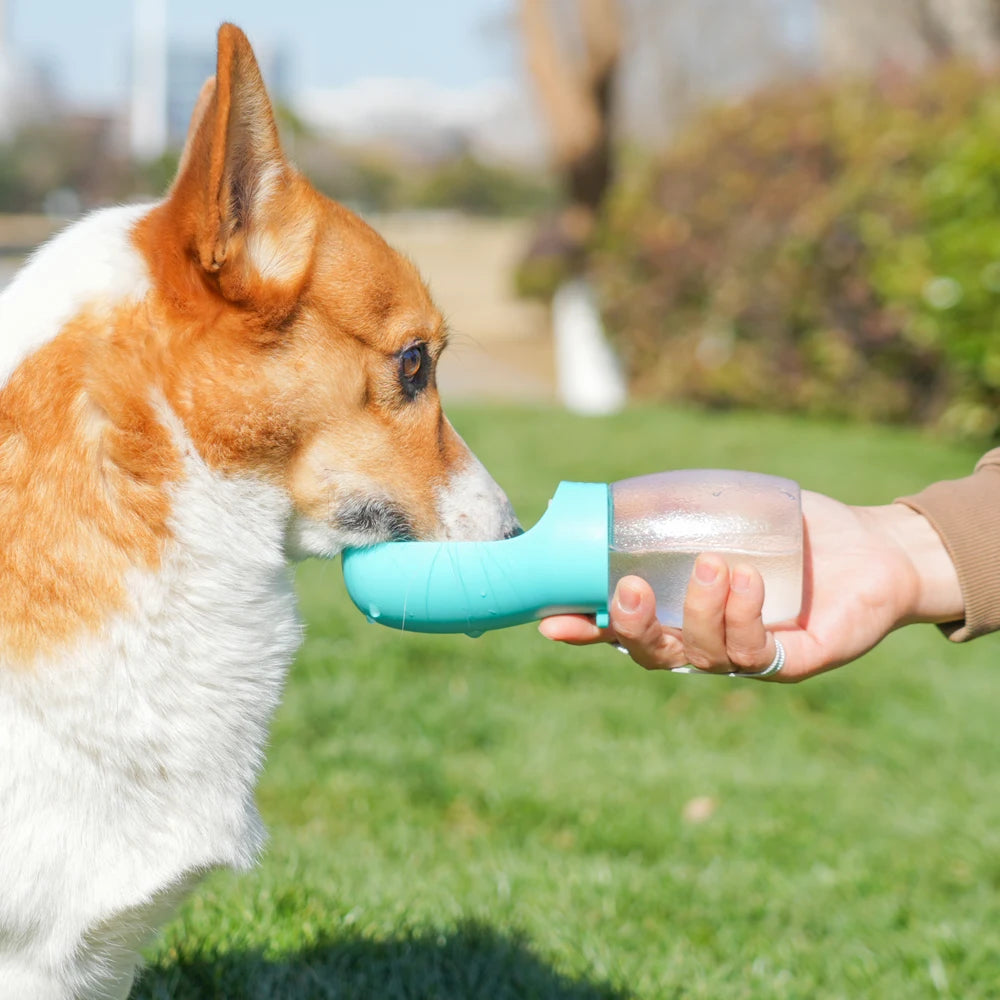 gourde pour chien 300ml