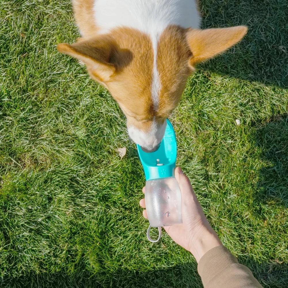 gourde pour chien 300ml
